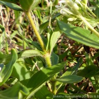 Knoxia spicata (Thwaites ex Trimen) Ridsdale